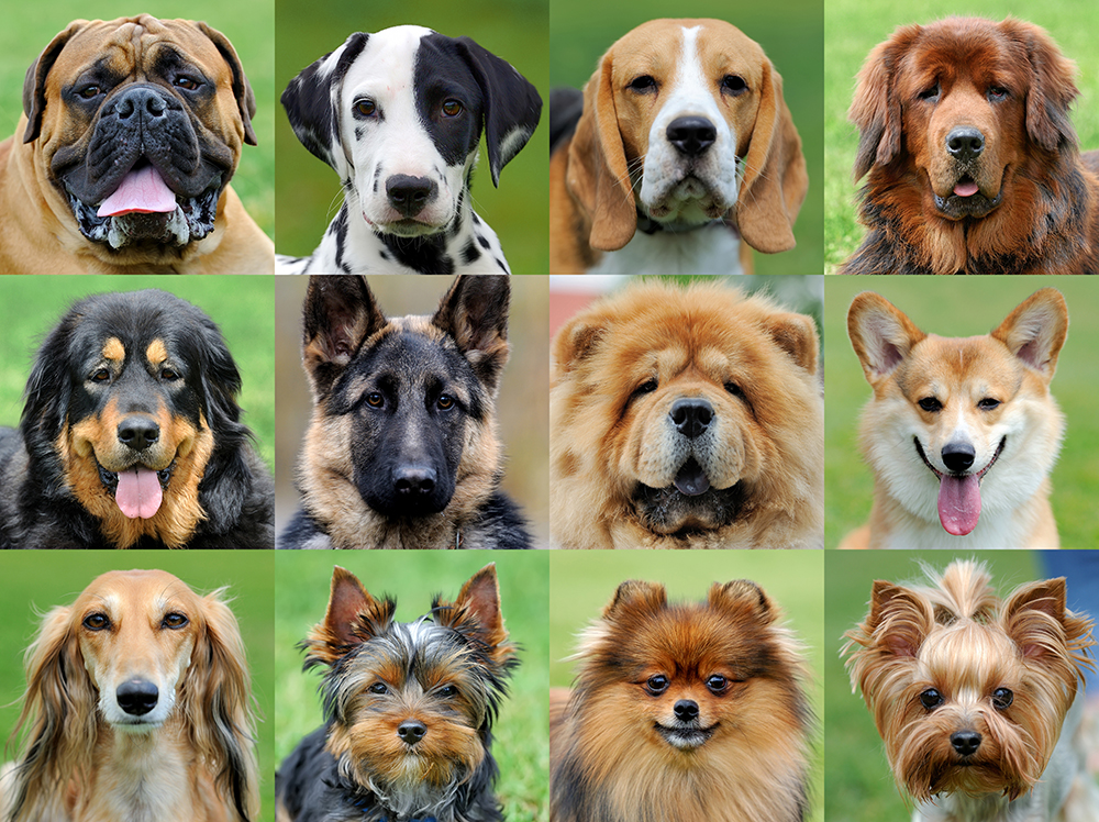 Dogs Breed