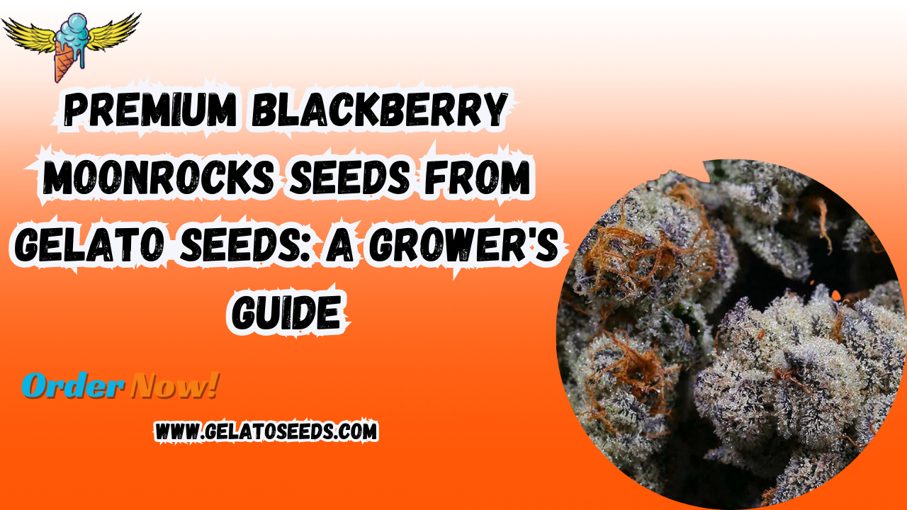 Blackberry Moonrocks seeds