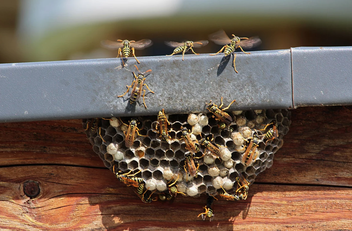 Tech Innovations in Bee Detection