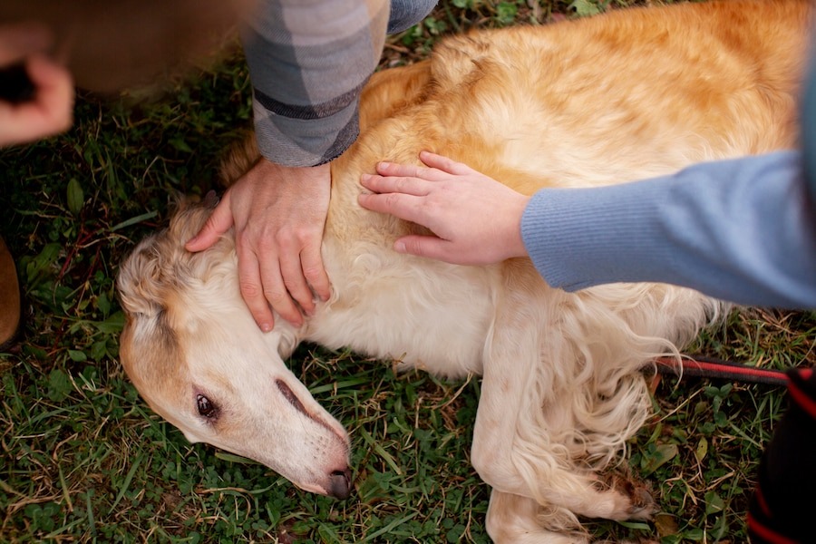 pet cremation adelaide