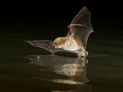 columbus ohio bat removal