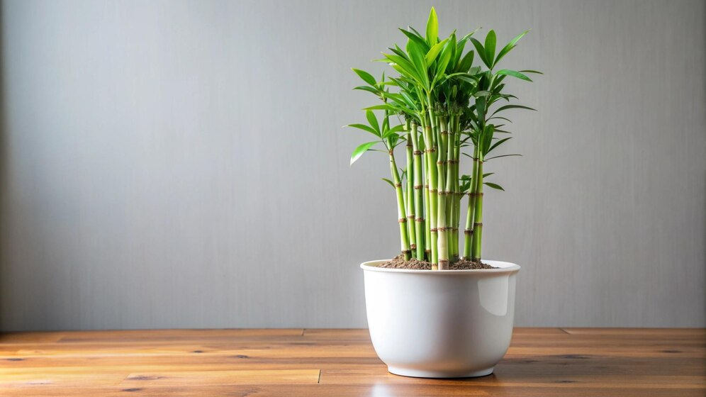 image-201 Benefits of Keeping Bamboo Plants in Your House