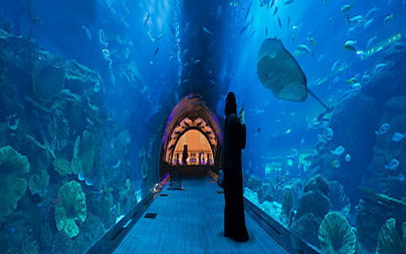 image-6 10 Fascinating Facts About Dubai Mall Aquarium You Didn’t Know