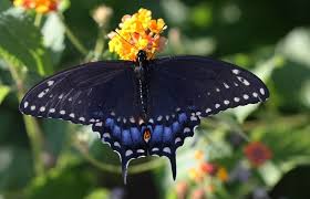 black butterfly meaning