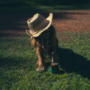 A stylish poodle puppy dons a hat while sitting on the grass, showcasing a delightful blend of cuteness and fashion.