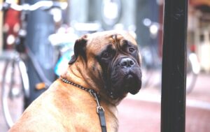 A French Bull Mastiff dog resting at a street corner, embodying a sense of calm and vigilance in its environment.