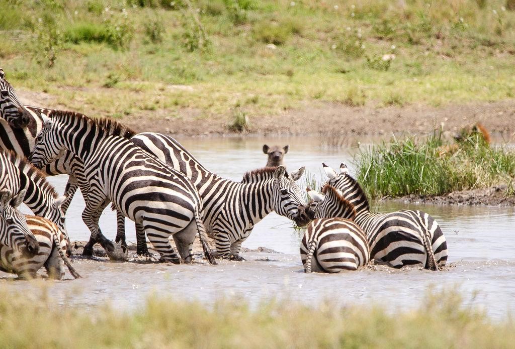 african safari