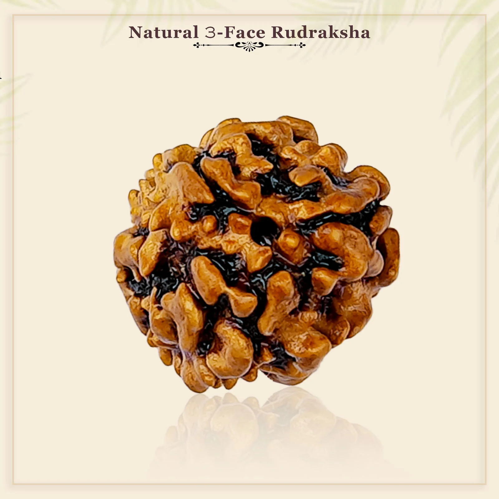 3 Mukhi Rudraksha: The Gem Of Energy And Confidence