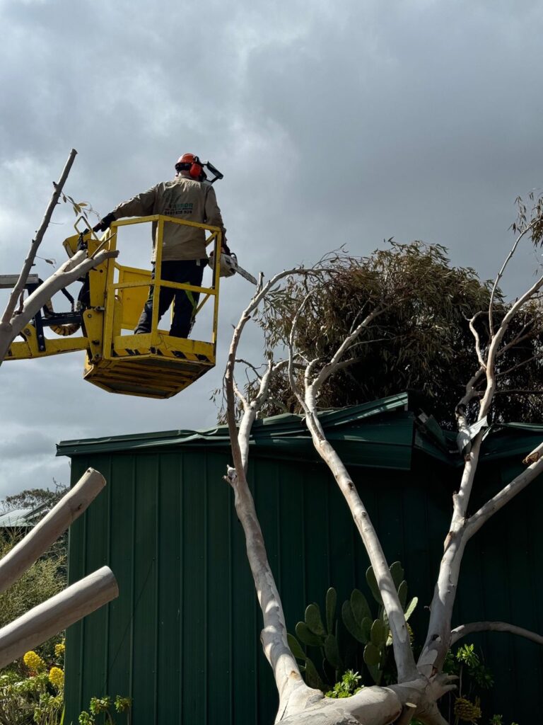 Benj-Greeling-768x1024 Stay Safe with Professional Tree Removal by Benj Geerling