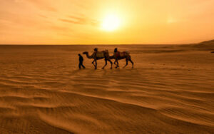 Evening Desert Safari