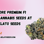 F1 hybrid cannabis seeds