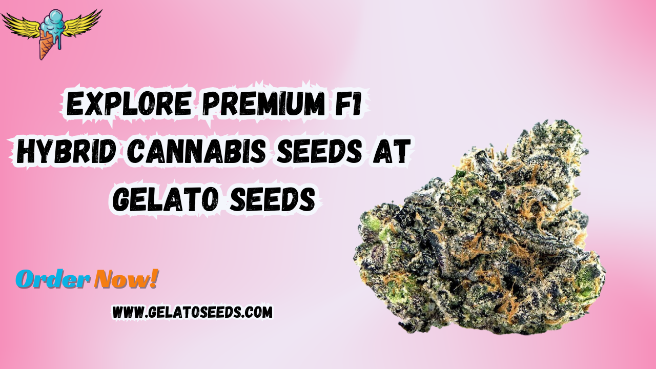 F1 hybrid cannabis seeds