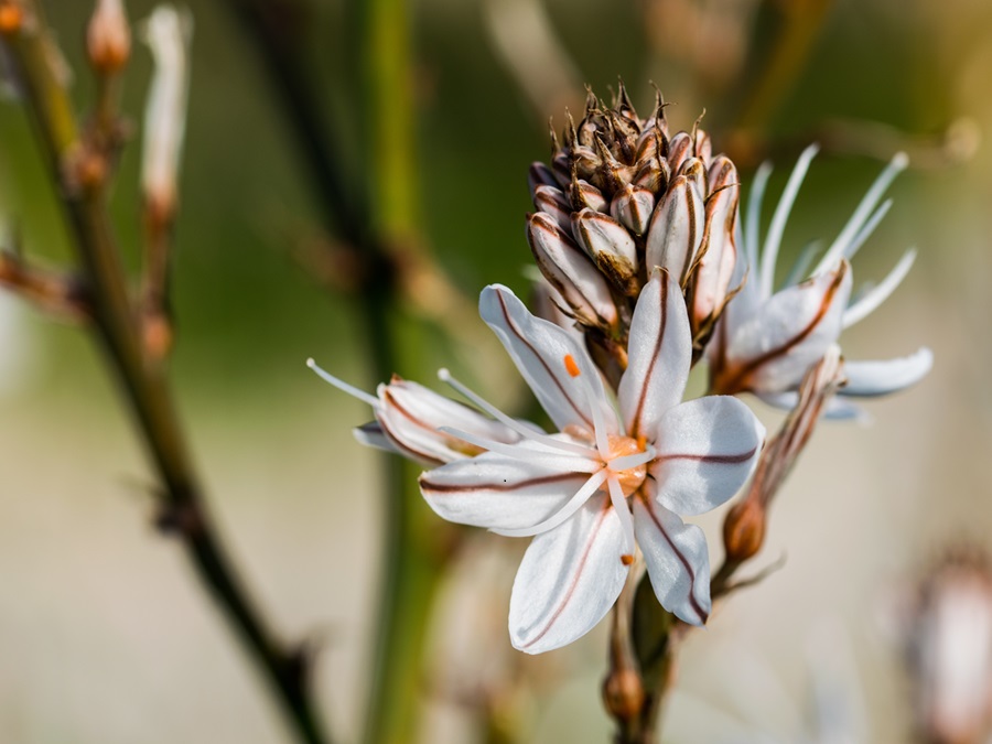 Easy Process to Grow Tuberose Flower