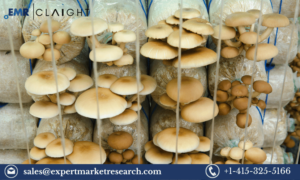 Mushroom Cultivation Market