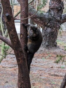 Raccoon Control and Removal Company in Brampton