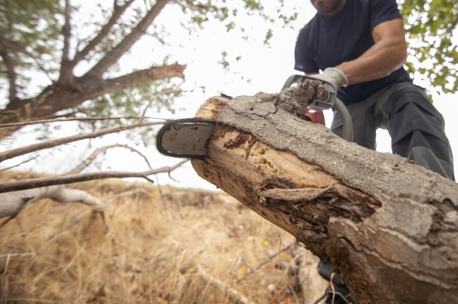 Screenshot_101 How to Handle Fallen Trees Safety: Tips to California Homeowners