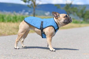 Best Dog Vests