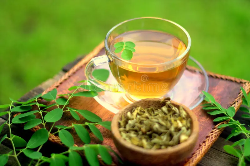 Moringa Tea Suppliers India