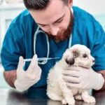 spay and neuter clinic in Regina