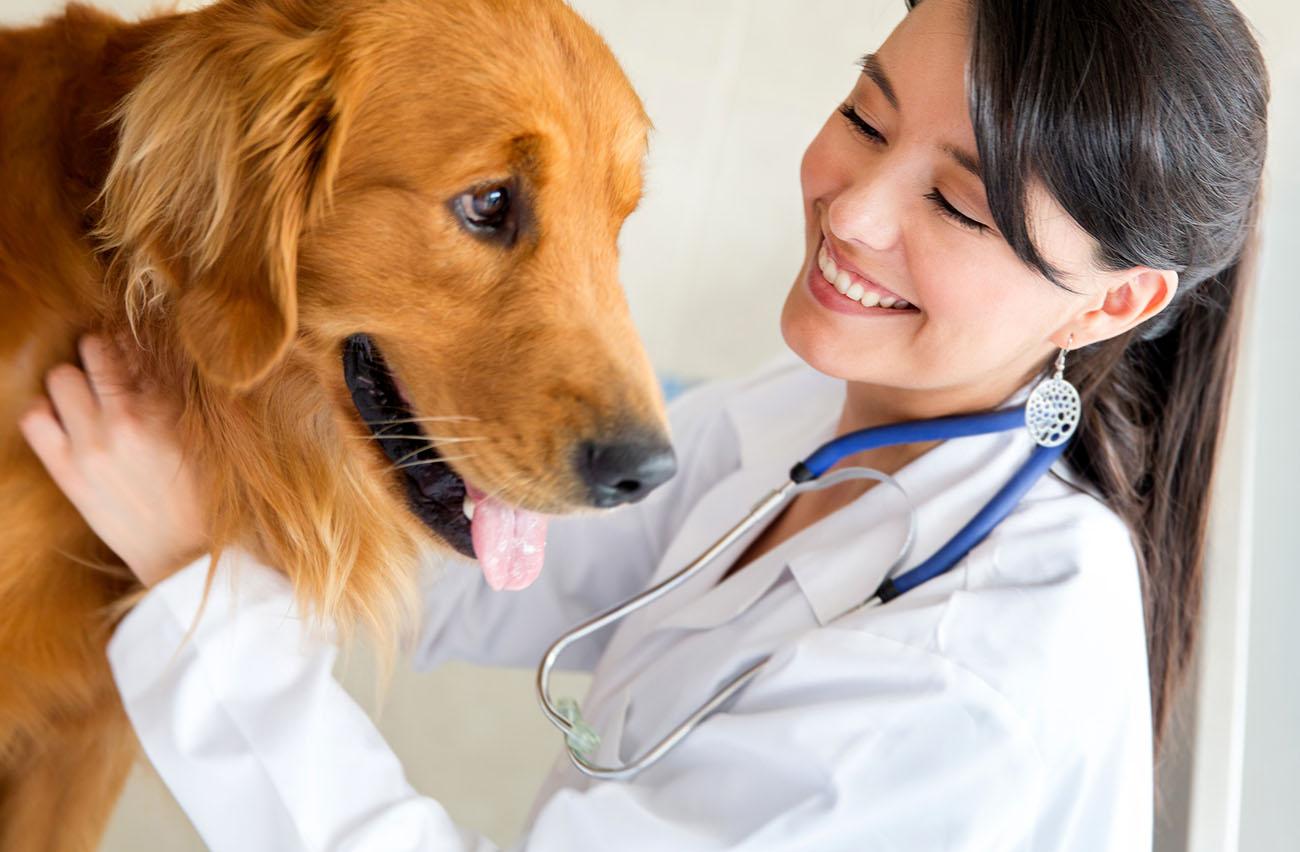 pet hospital in Regina