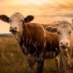 Livestock insurance