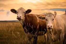 Livestock insurance