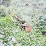 Tea Gardens in India A Tranquil Journey Through Lush Greenery