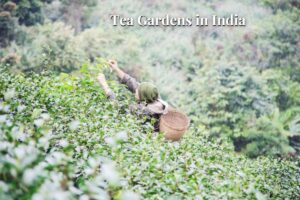 Tea Gardens in India A Tranquil Journey Through Lush Greenery