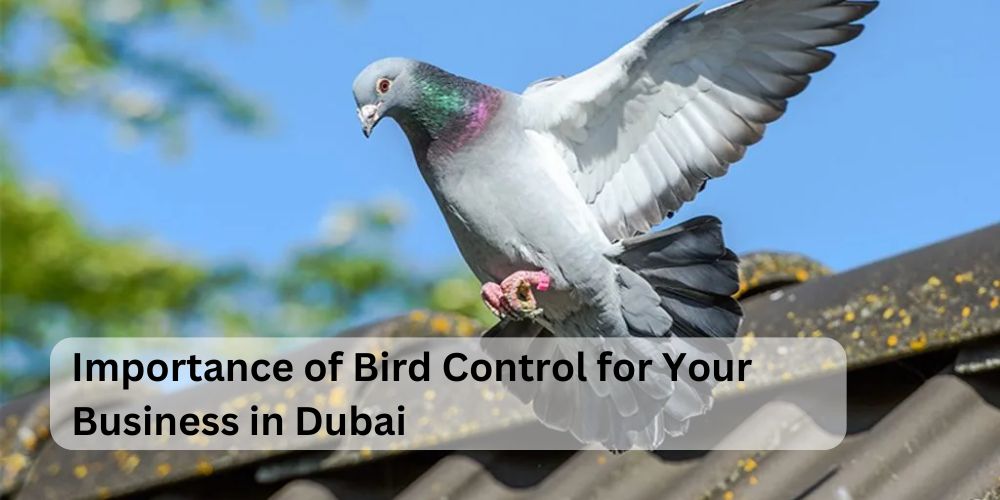 Bird Control for Your Business