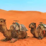 Morocco Private Tours​ - Morocco Group Tours​