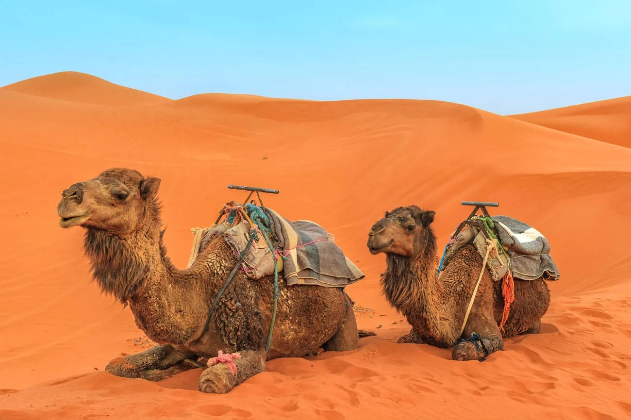 Morocco Private Tours​ - Morocco Group Tours​