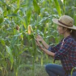 Maize Farming in India