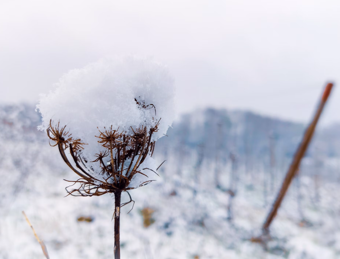 winter floral shops in Brooklyn