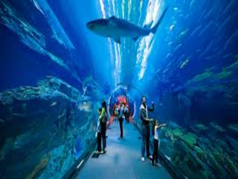 Dubai Aquarium and Underwater Zoo