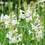 tuberose farming in india