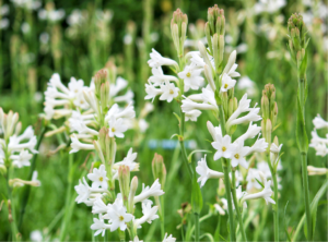 tuberose farming in india