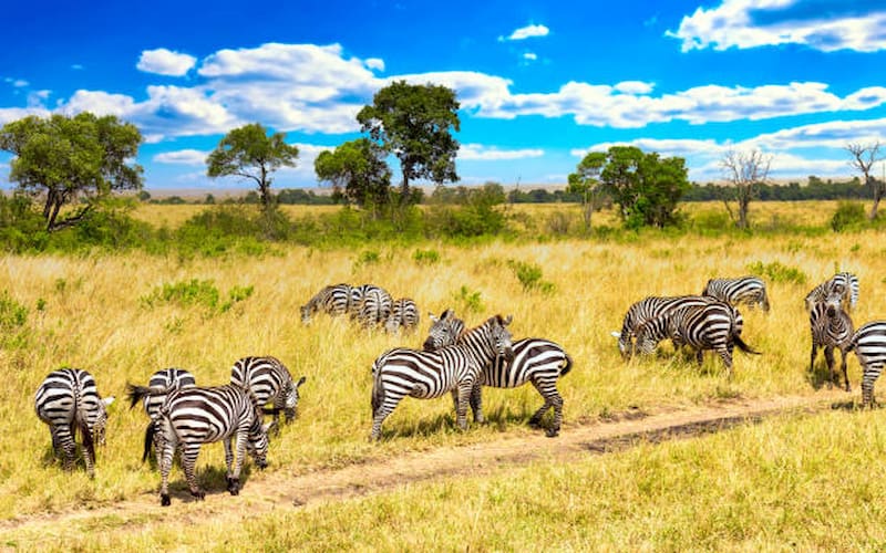 Things to Do in Kenya