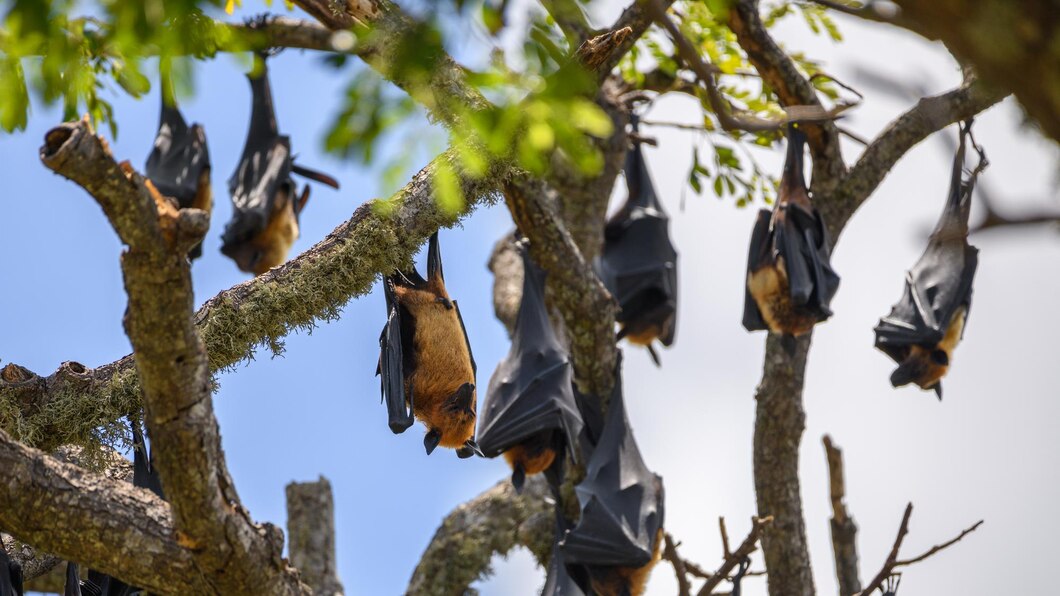 bat removal near me