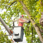 Tree Services