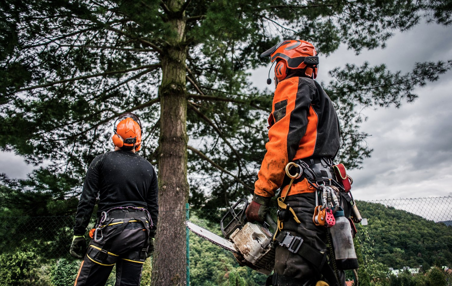 tree removal service