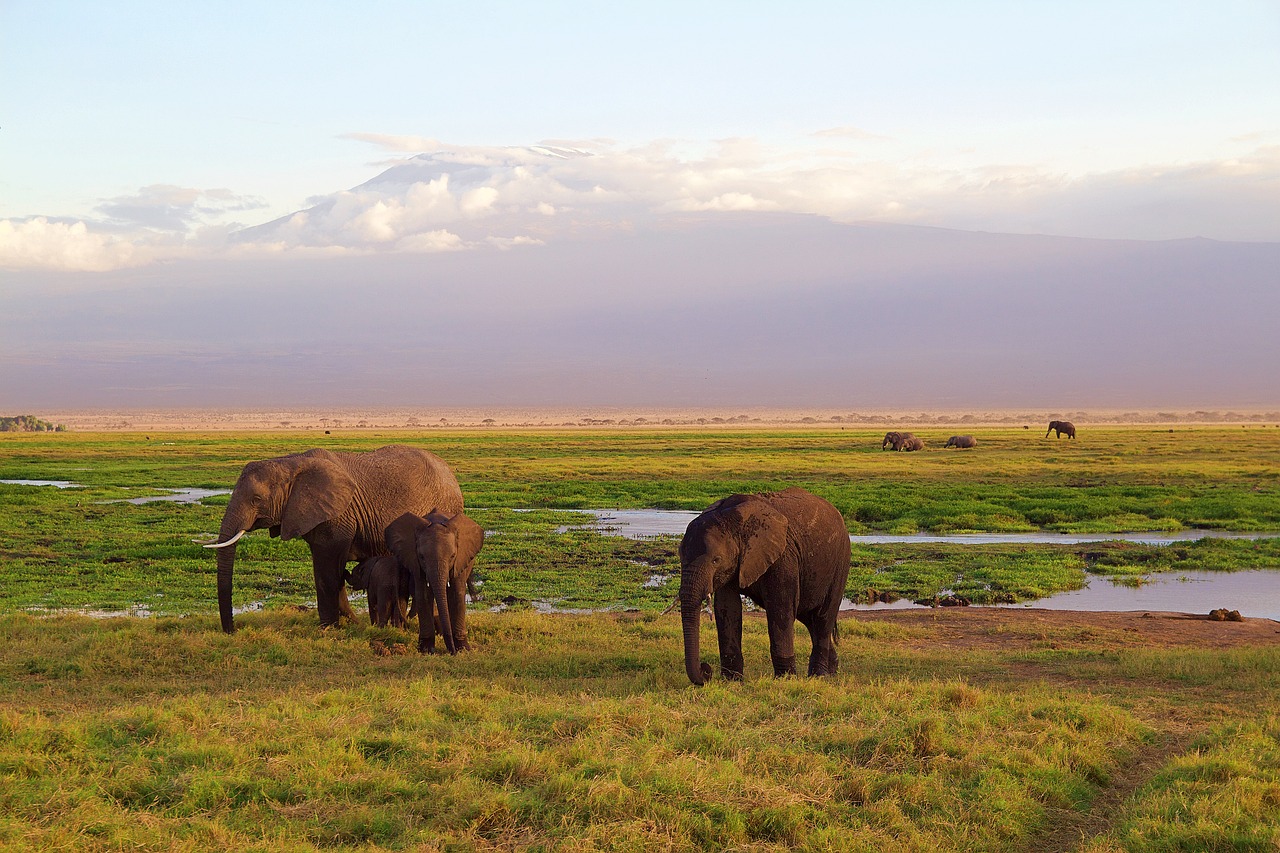 Hiking Mount Kilimanjaro