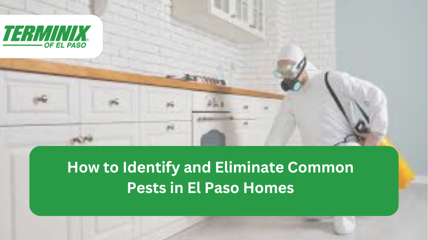 Pest control in El Paso TX