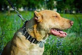 Custom Leather Dog Collars