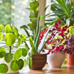 A person gently watering potted indoor plants using a watering can, ensuring proper hydration.