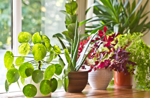 A person gently watering potted indoor plants using a watering can, ensuring proper hydration.