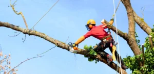 tree removal