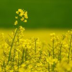 Mustard Farming in India