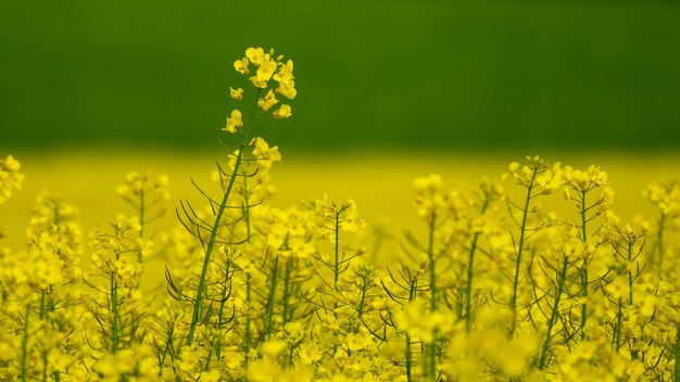 Mustard Farming in India