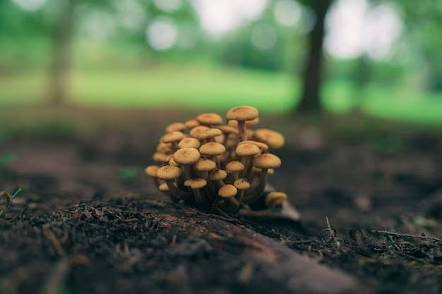 image-91 Smart Budgeting for Mushroom Growers: Liquid Culture Supply Checklist