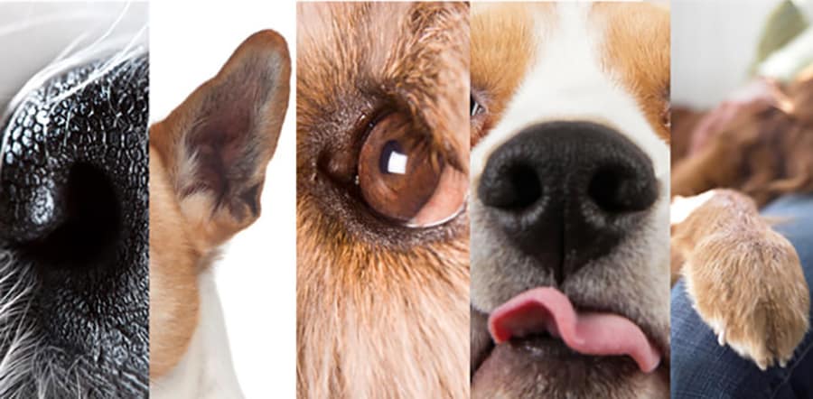 Animal Sensory Capabilities and Quranic Reflection